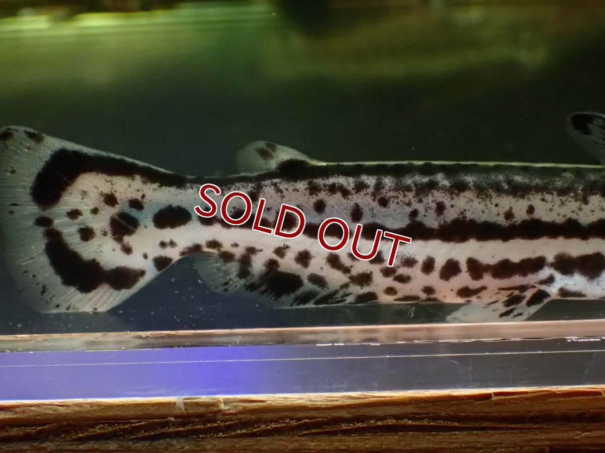 画像3: 【淡水魚】【通販】大特価 マーブルドルフィンキャット ワイルド【1匹 サンプル画像】(±13cm)(大型魚)(生体)(熱帯魚)NKO (3)