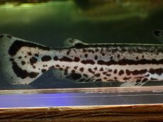 画像3: 【淡水魚】【通販】大特価 マーブルドルフィンキャット ワイルド【1匹 サンプル画像】(±13cm)(大型魚)(生体)(熱帯魚)NKO (3)