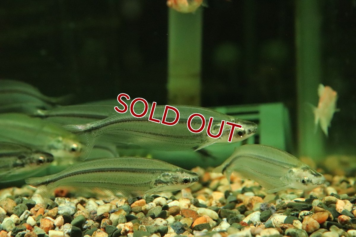 画像1: 【淡水魚】【通販】レア種 アフリカングラスキャット ワイルド【１匹 サンプル画像】(ナマズ)(生体)(熱帯魚)NK (1)