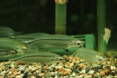画像1: 【淡水魚】【通販】レア種 アフリカングラスキャット ワイルド【１匹 サンプル画像】(ナマズ)(生体)(熱帯魚)NK (1)