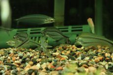 画像2: 【淡水魚】【通販】レア種 アフリカングラスキャット ワイルド【１匹 サンプル画像】(ナマズ)(生体)(熱帯魚)NK (2)