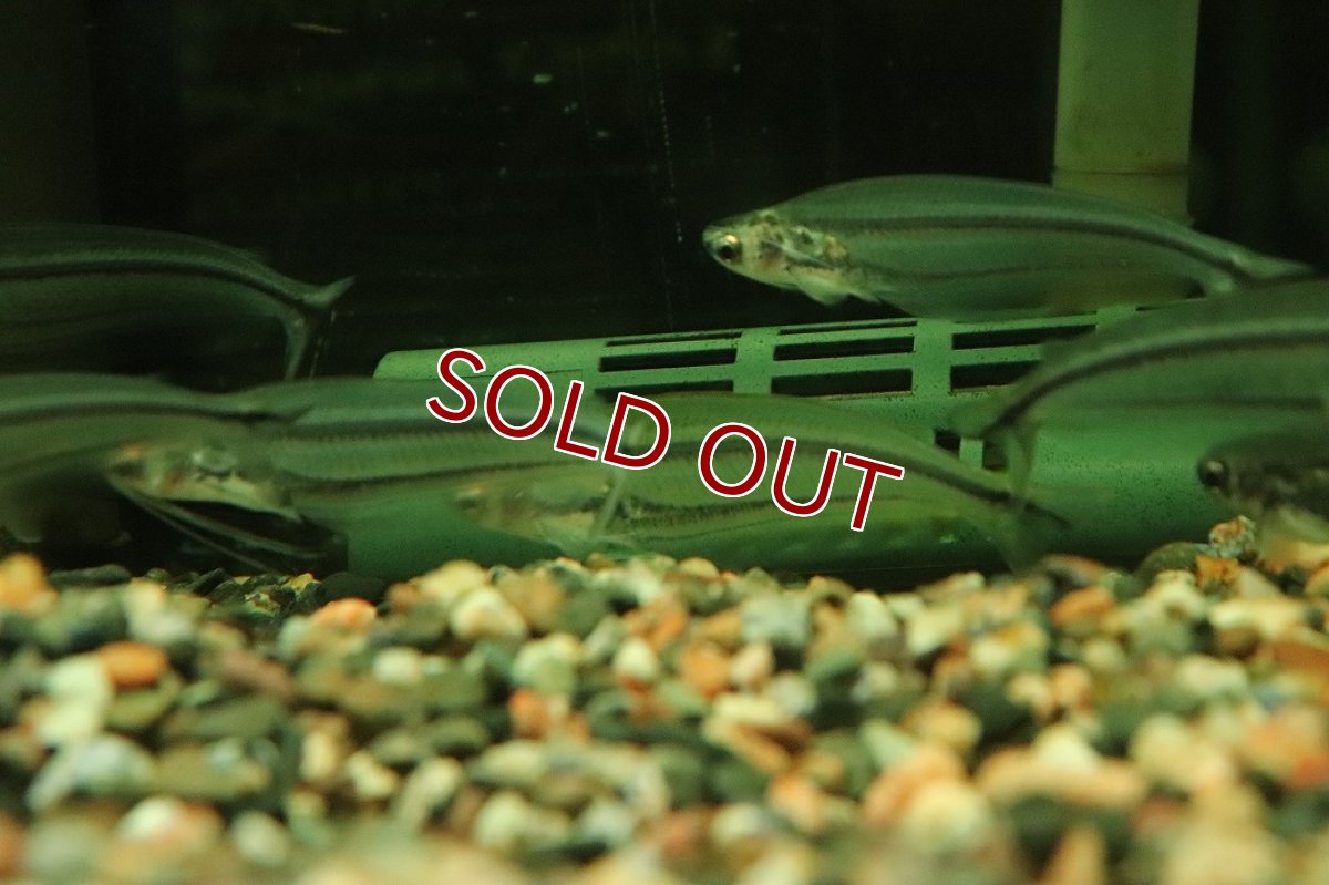 画像3: 【淡水魚】【通販】レア種 アフリカングラスキャット ワイルド【１匹 サンプル画像】(ナマズ)(生体)(熱帯魚)NK (3)