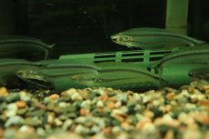 画像3: 【淡水魚】【通販】レア種 アフリカングラスキャット ワイルド【１匹 サンプル画像】(ナマズ)(生体)(熱帯魚)NK (3)