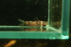 画像1: 【淡水魚】【通販】ドワーフバンブルビーキャット コロンビア産 ワイルド【1匹 サンプル画像】(大型魚)(生体)(熱帯魚)NKO (1)