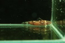画像2: 【淡水魚】【通販】ドワーフバンブルビーキャット コロンビア産 ワイルド【1匹 サンプル画像】(大型魚)(生体)(熱帯魚)NKO (2)