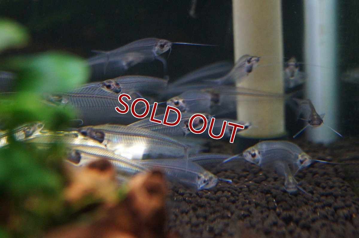 画像1: 【淡水魚】【通販】トランスルーセントグラスキャット【1匹】（生体）【ナマズ】（熱帯魚） (1)
