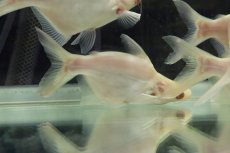 画像3: 【淡水魚】【通販】特価 激レア ウルトラショートボディ アルビノカイヤン 10-12cm【1匹】（生体）【ナマズ】（熱帯魚）NKO (3)