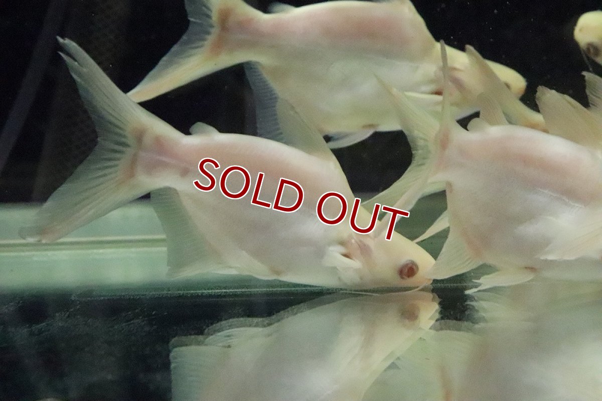 画像4: 【淡水魚】特価 激レア ウルトラショートボディ アルビノカイヤン 10-12cm【1匹】（生体）【ナマズ】（熱帯魚）NKO (4)