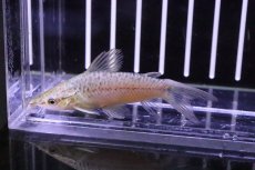 画像3: 【淡水魚】【通販】珍しいグリーンtype グリーンレオパードポートホールキャット リオベニ産 ワイルド ±6cm【1匹】（生体）【ナマズ】（熱帯魚）NKCR (3)