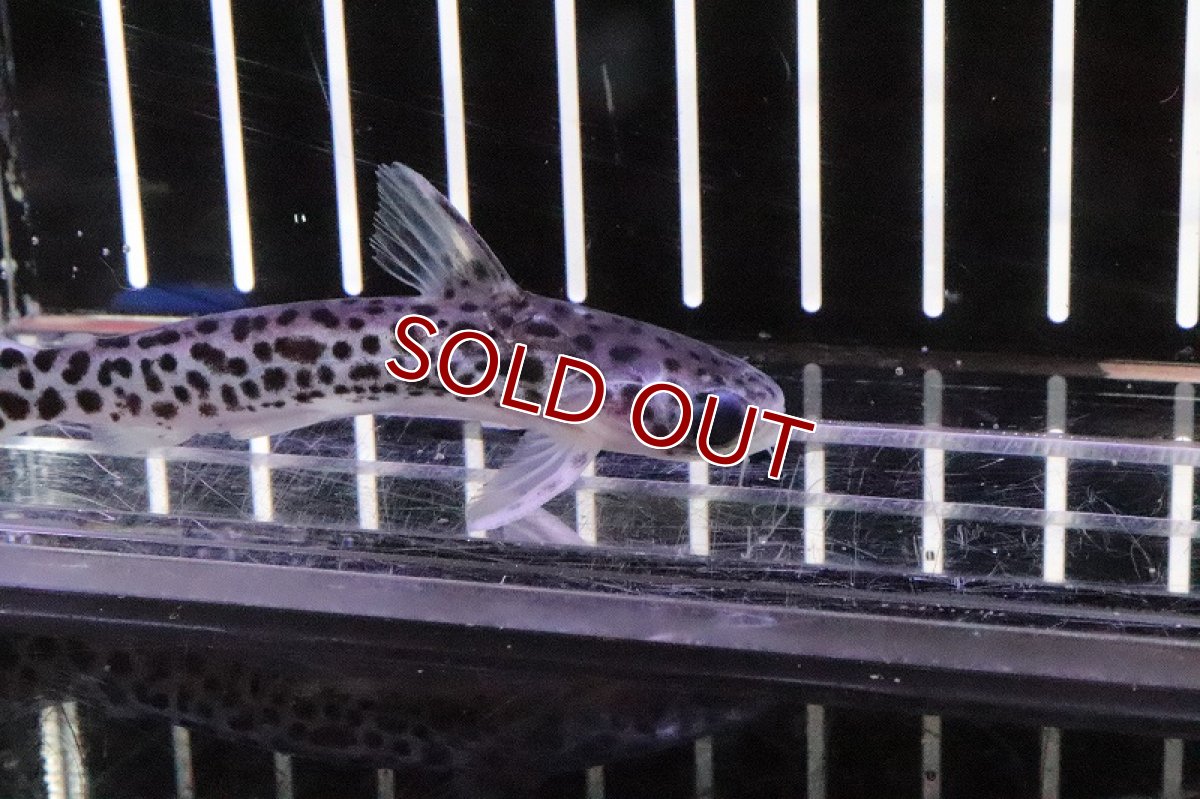 画像2: 【淡水魚】ブラジル バイオレットブルータティア シングー産 ±7cm【1匹】（生体）【ナマズ】（熱帯魚） (2)