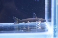 画像1: 【淡水魚】【通販】ブラックホルスタインタティア ワイルド【1匹 サンプル画像】（生体）【ナマズ】（熱帯魚） (1)