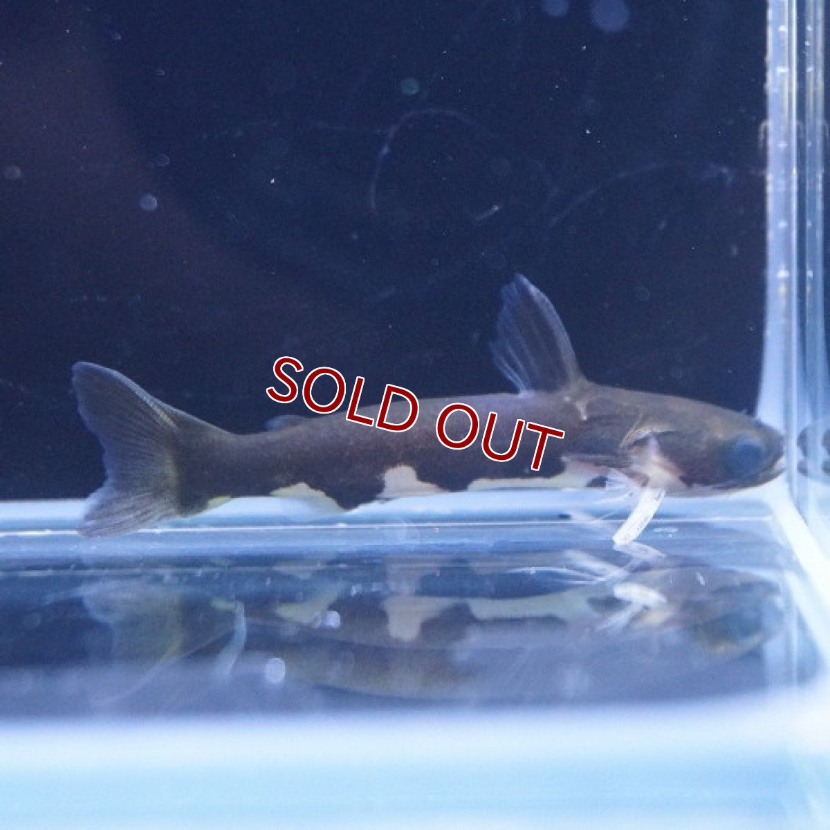 画像2: 【淡水魚】【通販】ブラックホルスタインタティア ワイルド【1匹 サンプル画像】（生体）【ナマズ】（熱帯魚） (2)