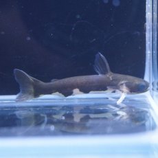 画像2: 【淡水魚】【通販】ブラックホルスタインタティア ワイルド【1匹 サンプル画像】（生体）【ナマズ】（熱帯魚） (2)