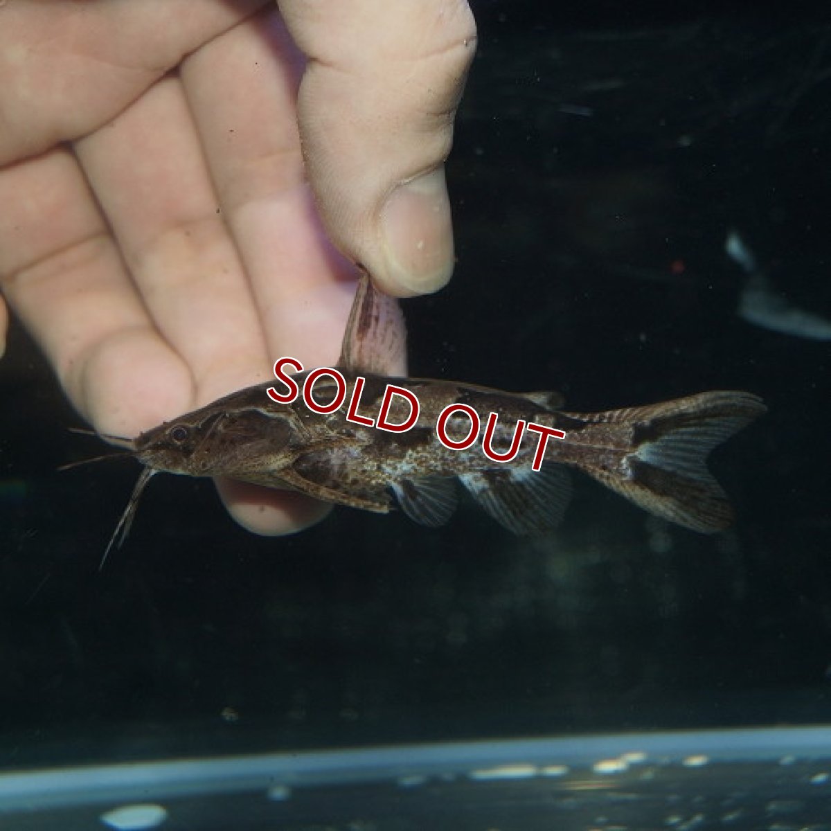 画像2: 【淡水魚】アナドラス ウェッドデリー リオグァポレ産 ワイルド ±7.5cm【1匹】（生体）【ナマズ】（熱帯魚） (2)