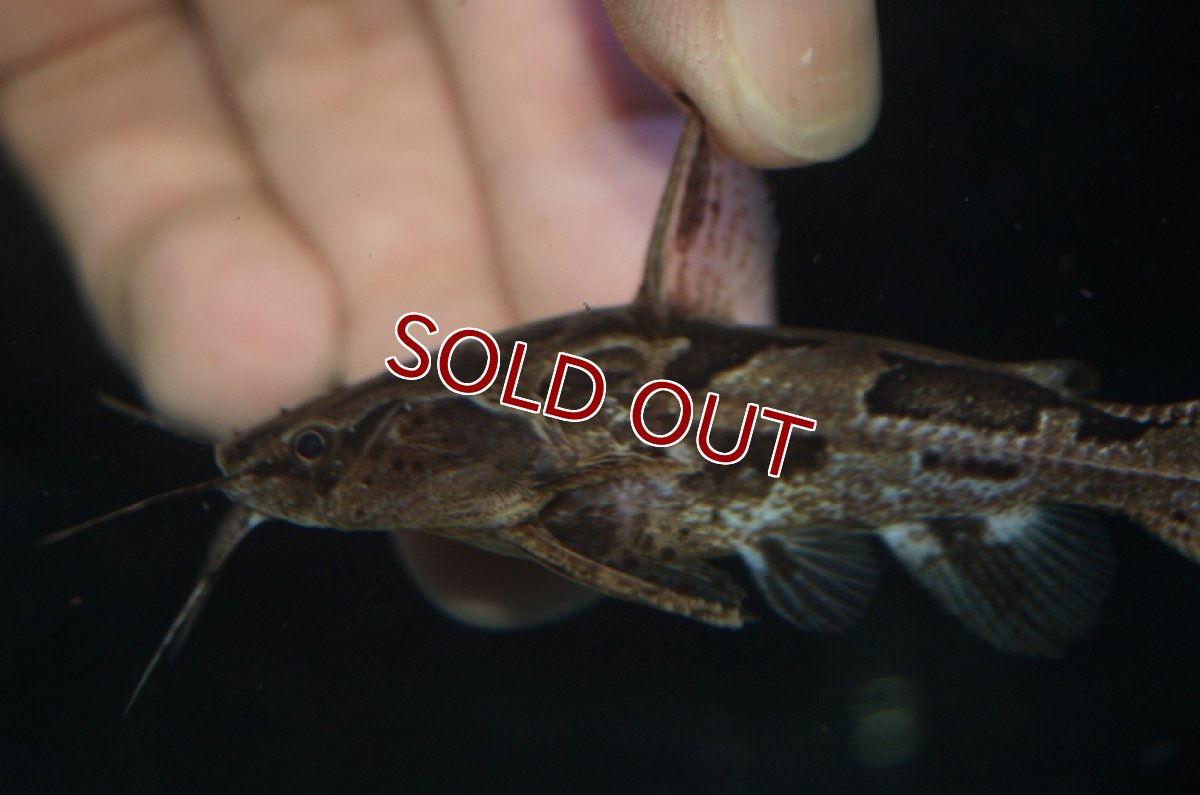 画像3: 【淡水魚】アナドラス ウェッドデリー リオグァポレ産 ワイルド ±7.5cm【1匹】（生体）【ナマズ】（熱帯魚） (3)