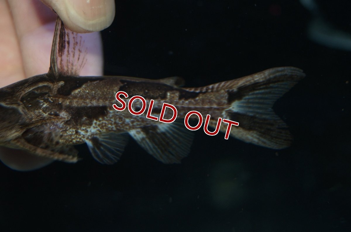 画像4: 【淡水魚】アナドラス ウェッドデリー リオグァポレ産 ワイルド ±7.5cm【1匹】（生体）【ナマズ】（熱帯魚） (4)