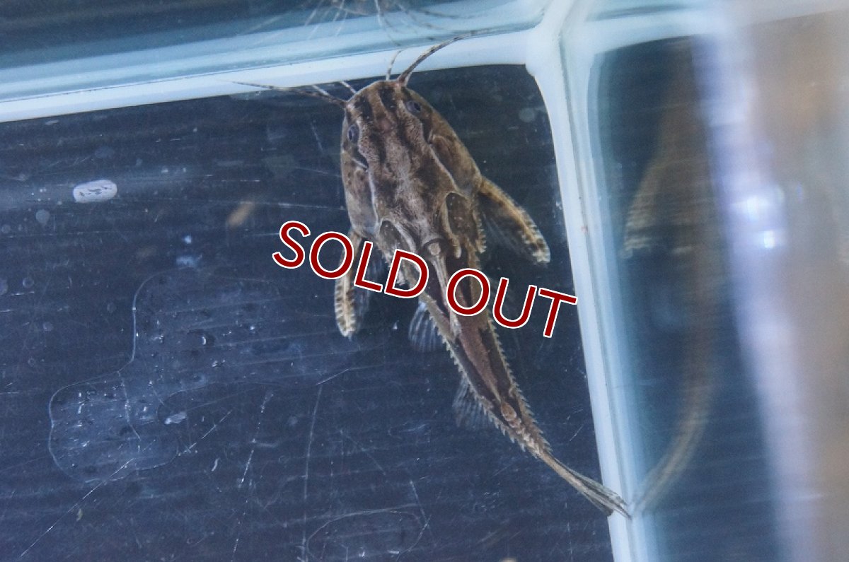 画像5: 【淡水魚】アナドラス ウェッドデリー リオグァポレ産 ワイルド ±7.5cm【1匹】（生体）【ナマズ】（熱帯魚） (5)