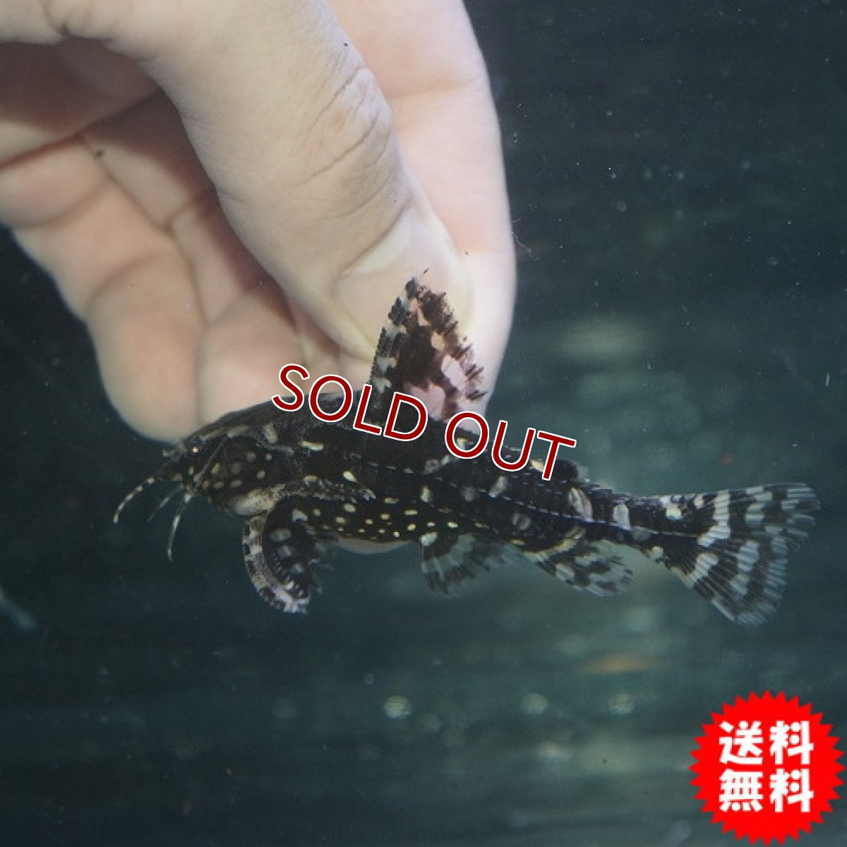 画像2: 【淡水魚】レア種 サンダーイエロースポットトーキングキャット アレンカークリペア産 ワイルド ±7cm【1匹】（生体）【ナマズ】（熱帯魚） (2)