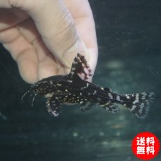 画像2: 【淡水魚】【通販】レア種 サンダーイエロースポットトーキングキャット アレンカークリペア産 ワイルド ±7cm【1匹】（生体）【ナマズ】（熱帯魚） (2)