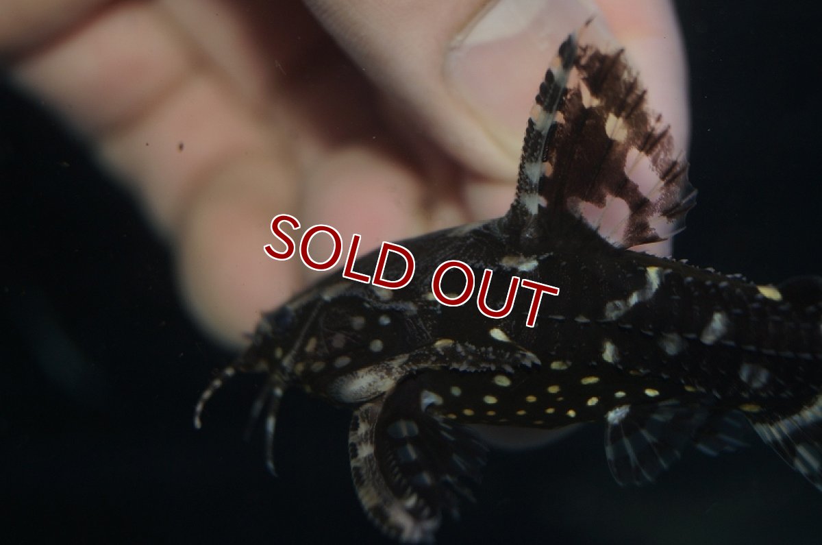 画像3: 【淡水魚】レア種 サンダーイエロースポットトーキングキャット アレンカークリペア産 ワイルド ±7cm【1匹】（生体）【ナマズ】（熱帯魚） (3)