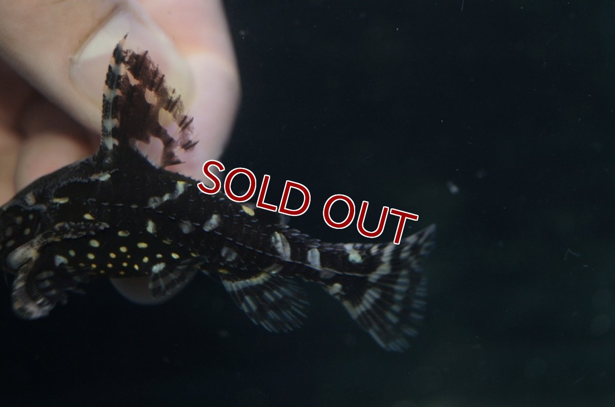 画像4: 【淡水魚】レア種 サンダーイエロースポットトーキングキャット アレンカークリペア産 ワイルド ±7cm【1匹】（生体）【ナマズ】（熱帯魚） (4)