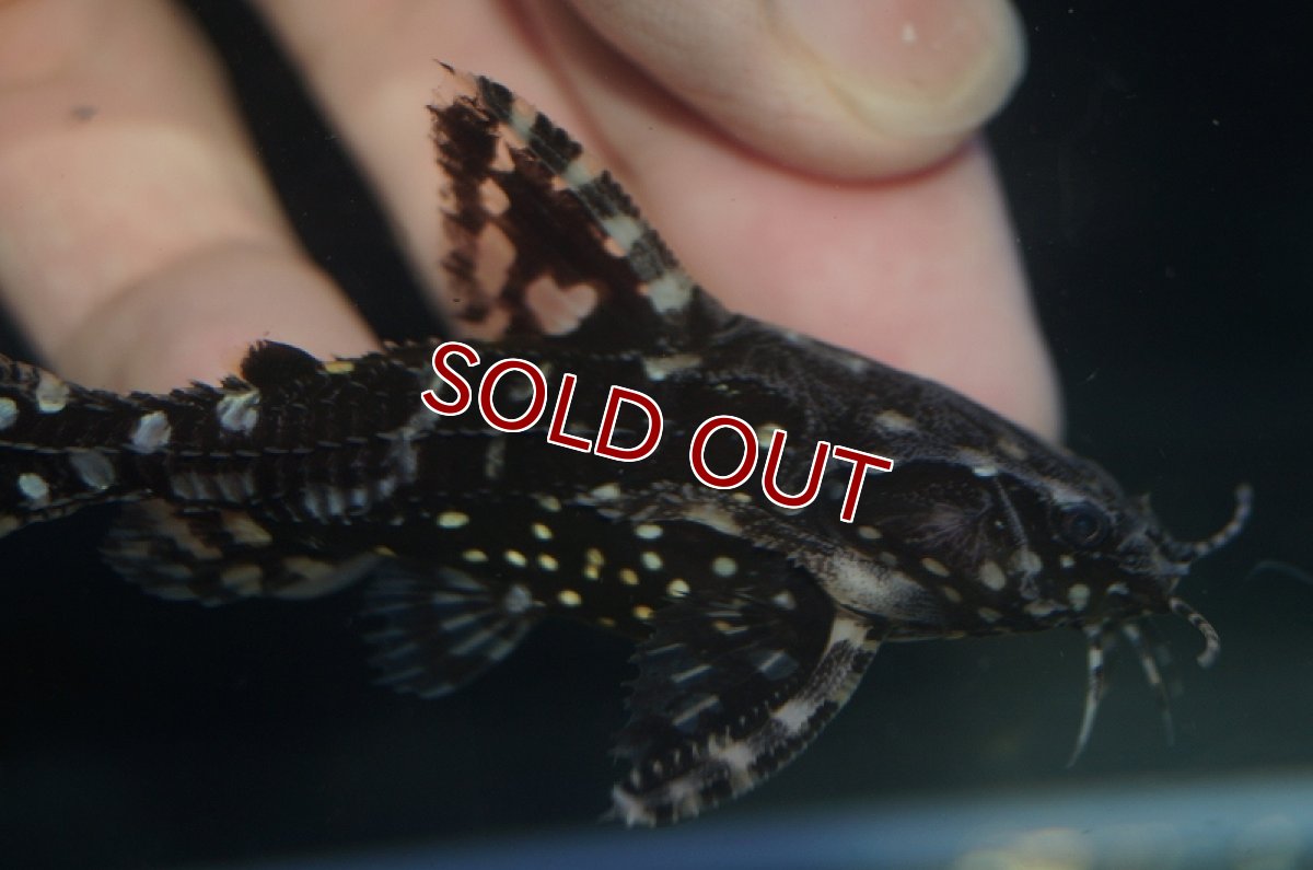 画像6: 【淡水魚】レア種 サンダーイエロースポットトーキングキャット アレンカークリペア産 ワイルド ±7cm【1匹】（生体）【ナマズ】（熱帯魚） (6)