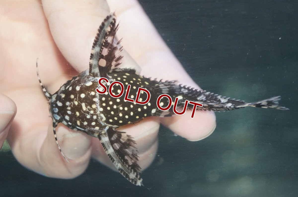 画像7: 【淡水魚】レア種 サンダーイエロースポットトーキングキャット アレンカークリペア産 ワイルド ±7cm【1匹】（生体）【ナマズ】（熱帯魚） (7)