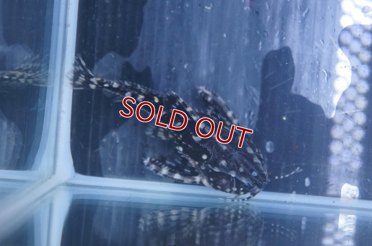 画像8: 【淡水魚】レア種 サンダーイエロースポットトーキングキャット アレンカークリペア産 ワイルド ±7cm【1匹】（生体）【ナマズ】（熱帯魚） (8)