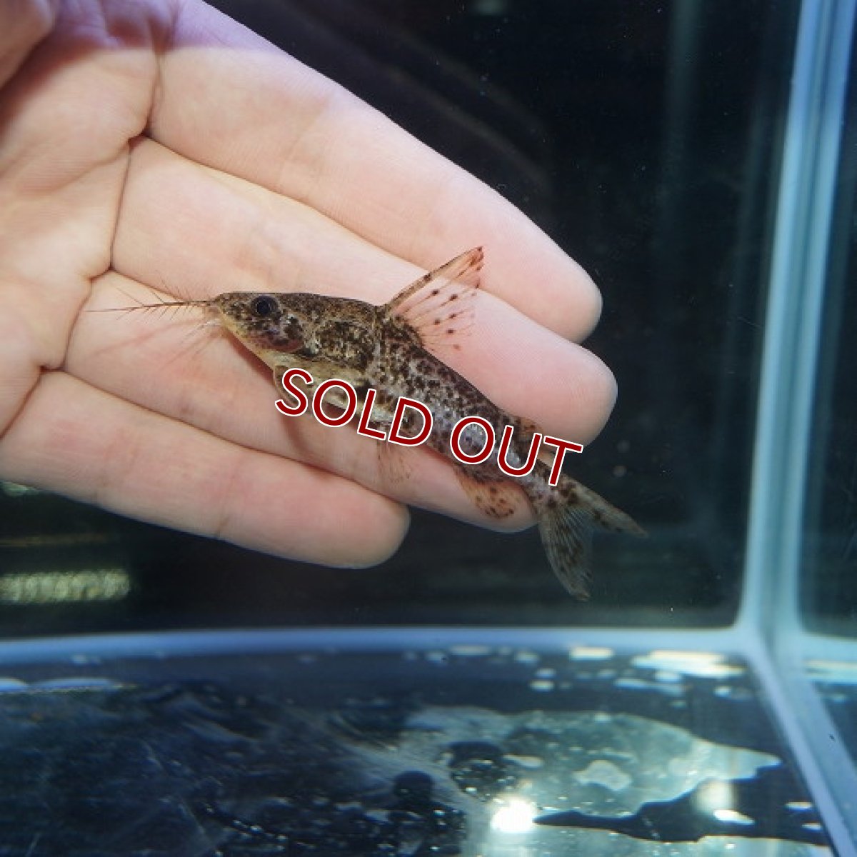 画像2: 【淡水魚】オサンコラsp リオグァポレ産 ワイルド ±7cm【1匹】（生体）【ナマズ】（熱帯魚） (2)
