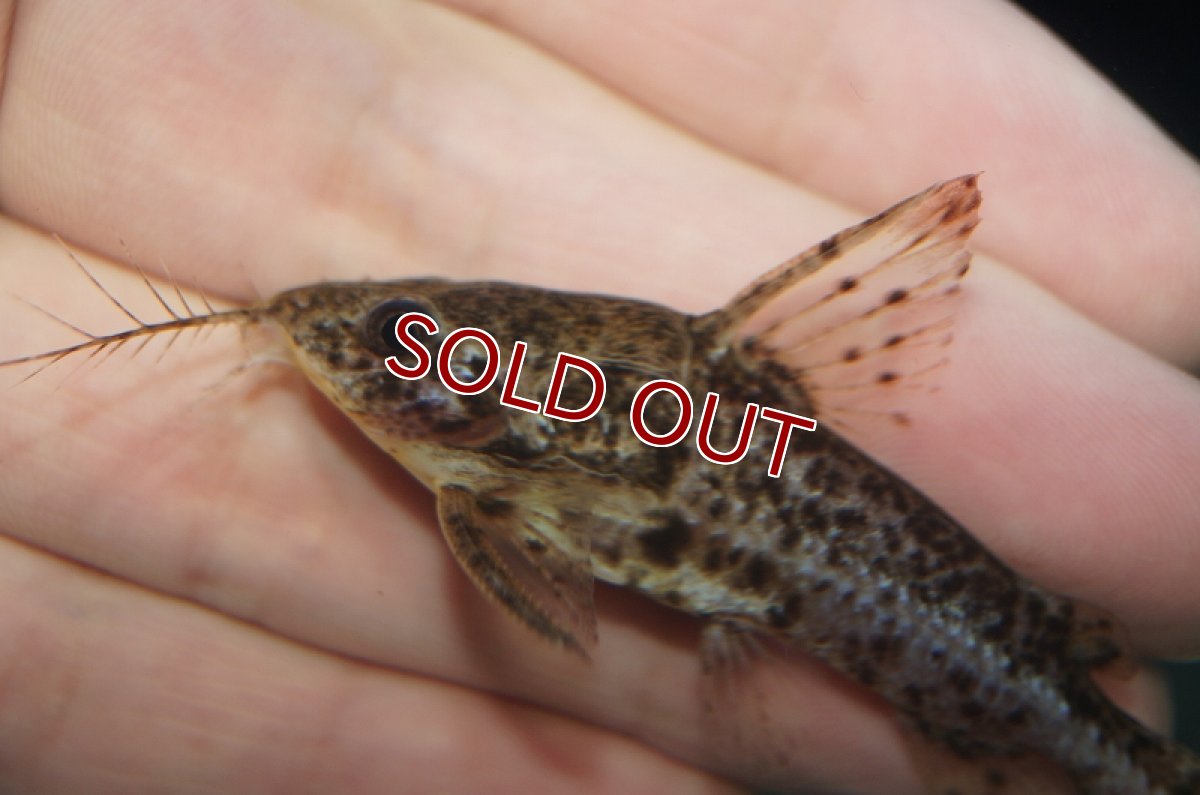 画像3: 【淡水魚】オサンコラsp リオグァポレ産 ワイルド ±7cm【1匹】（生体）【ナマズ】（熱帯魚） (3)