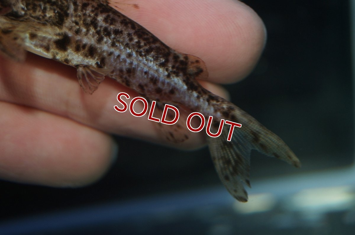 画像4: 【淡水魚】オサンコラsp リオグァポレ産 ワイルド ±7cm【1匹】（生体）【ナマズ】（熱帯魚） (4)