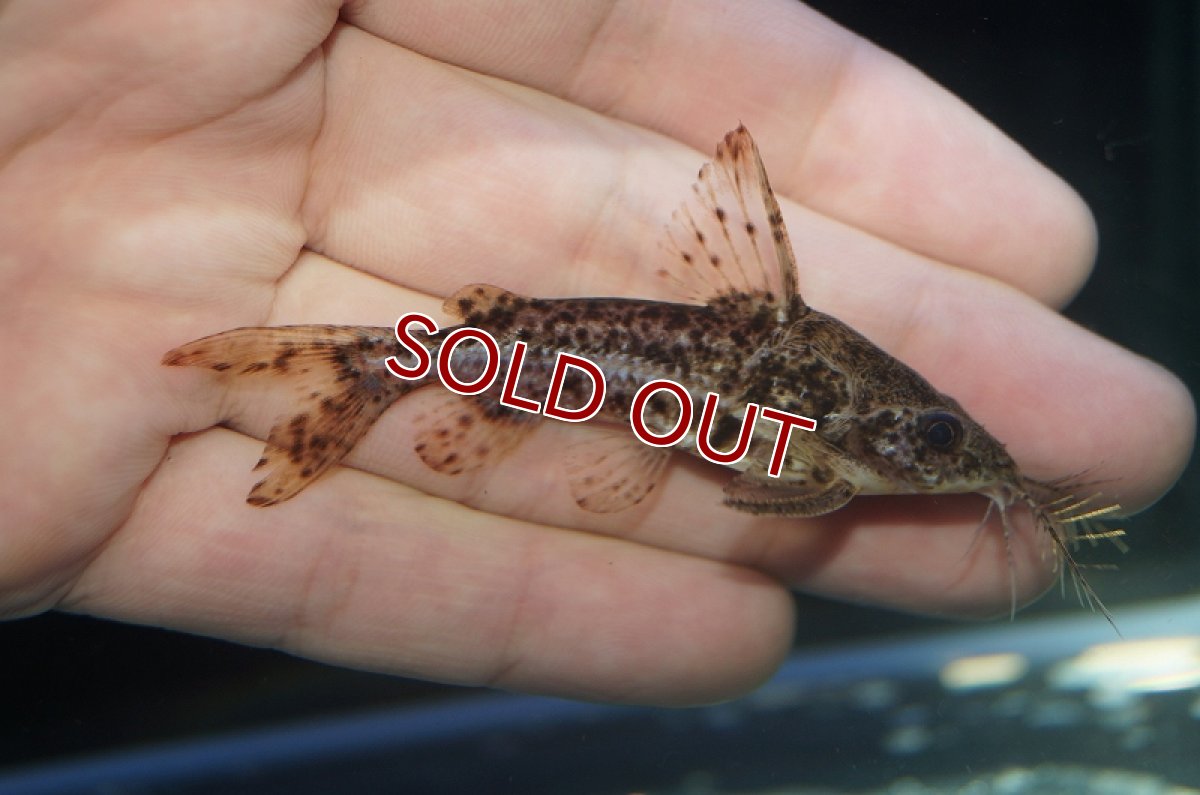 画像5: 【淡水魚】オサンコラsp リオグァポレ産 ワイルド ±7cm【1匹】（生体）【ナマズ】（熱帯魚） (5)