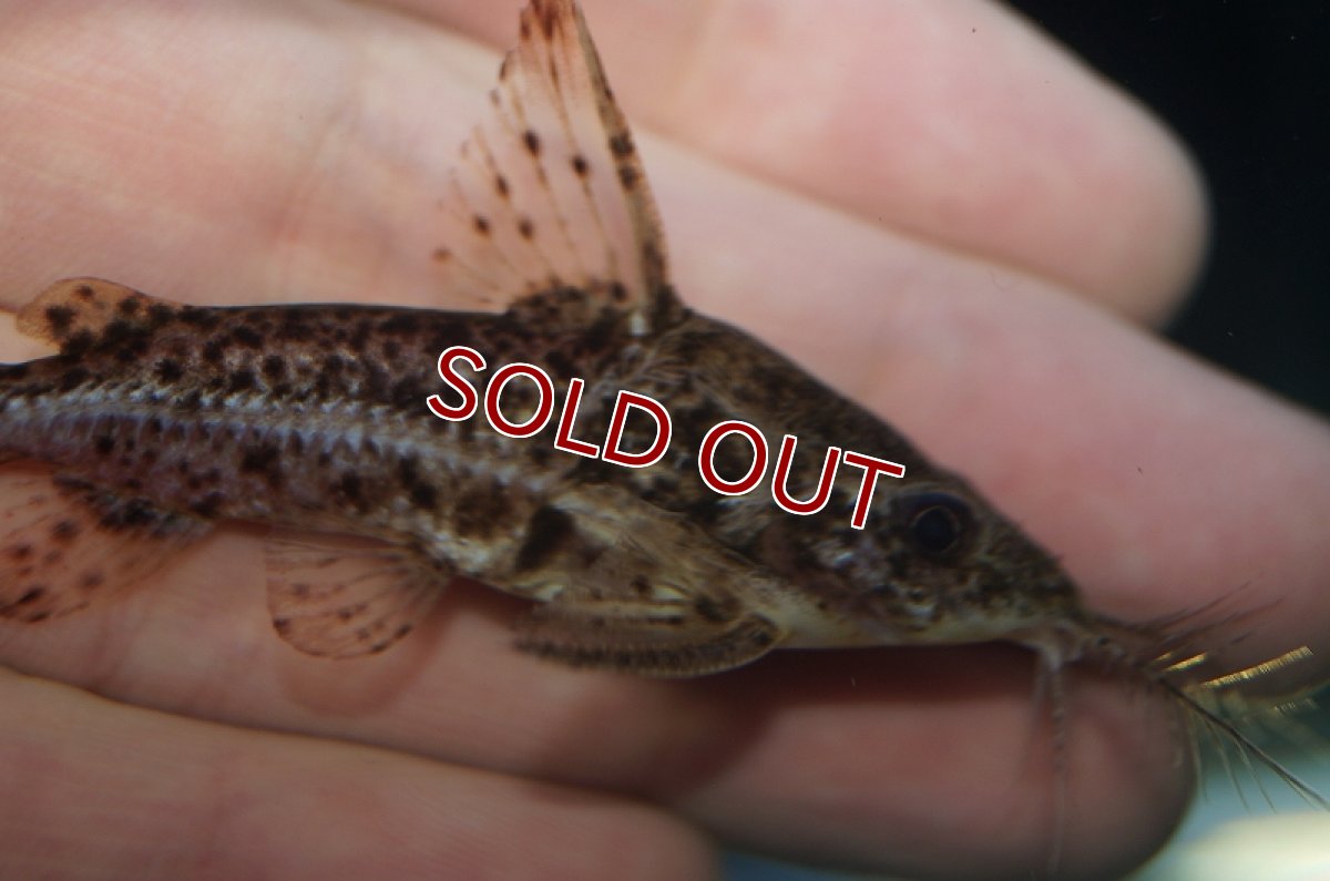 画像6: 【淡水魚】オサンコラsp リオグァポレ産 ワイルド ±7cm【1匹】（生体）【ナマズ】（熱帯魚） (6)