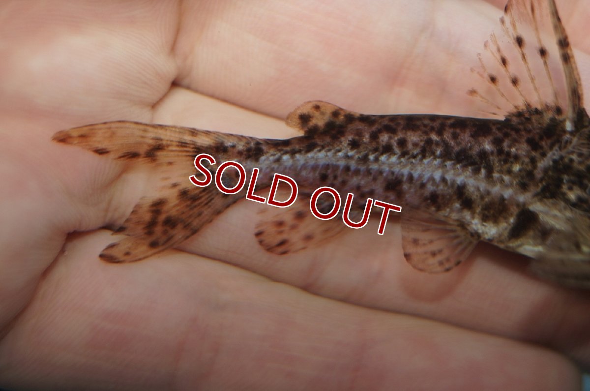 画像7: 【淡水魚】オサンコラsp リオグァポレ産 ワイルド ±7cm【1匹】（生体）【ナマズ】（熱帯魚） (7)