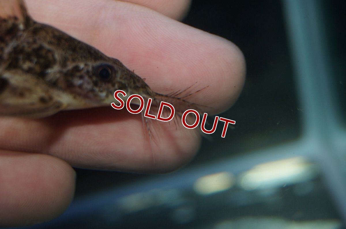 画像8: 【淡水魚】オサンコラsp リオグァポレ産 ワイルド ±7cm【1匹】（生体）【ナマズ】（熱帯魚） (8)