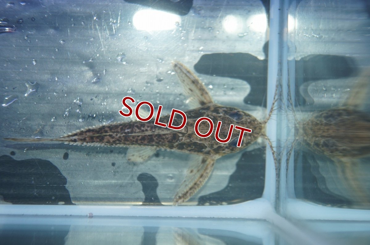 画像9: 【淡水魚】オサンコラsp リオグァポレ産 ワイルド ±7cm【1匹】（生体）【ナマズ】（熱帯魚） (9)