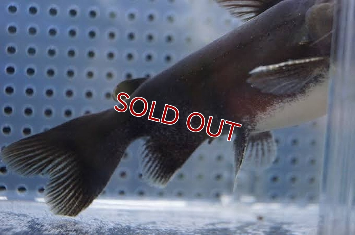 画像2: 【淡水魚】【通販】久々の入荷 バトラクスキャット ワイルド【1匹 サンプル画像】(±6-7cm)（生体）【ナマズ】（熱帯魚）NKO (2)