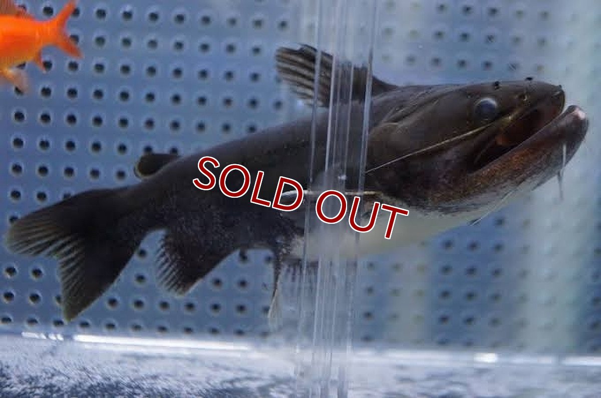 画像3: 【淡水魚】【通販】久々の入荷 バトラクスキャット ワイルド【1匹 サンプル画像】(±6-7cm)（生体）【ナマズ】（熱帯魚）NKO (3)