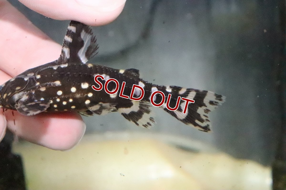 画像2: 【淡水魚】在庫処分価格 レア種 サンダーイエロースポットトーキングキャット アレンカークリペア産 ワイルド1匹7cm生体　(ナマズ)（熱帯魚） (2)