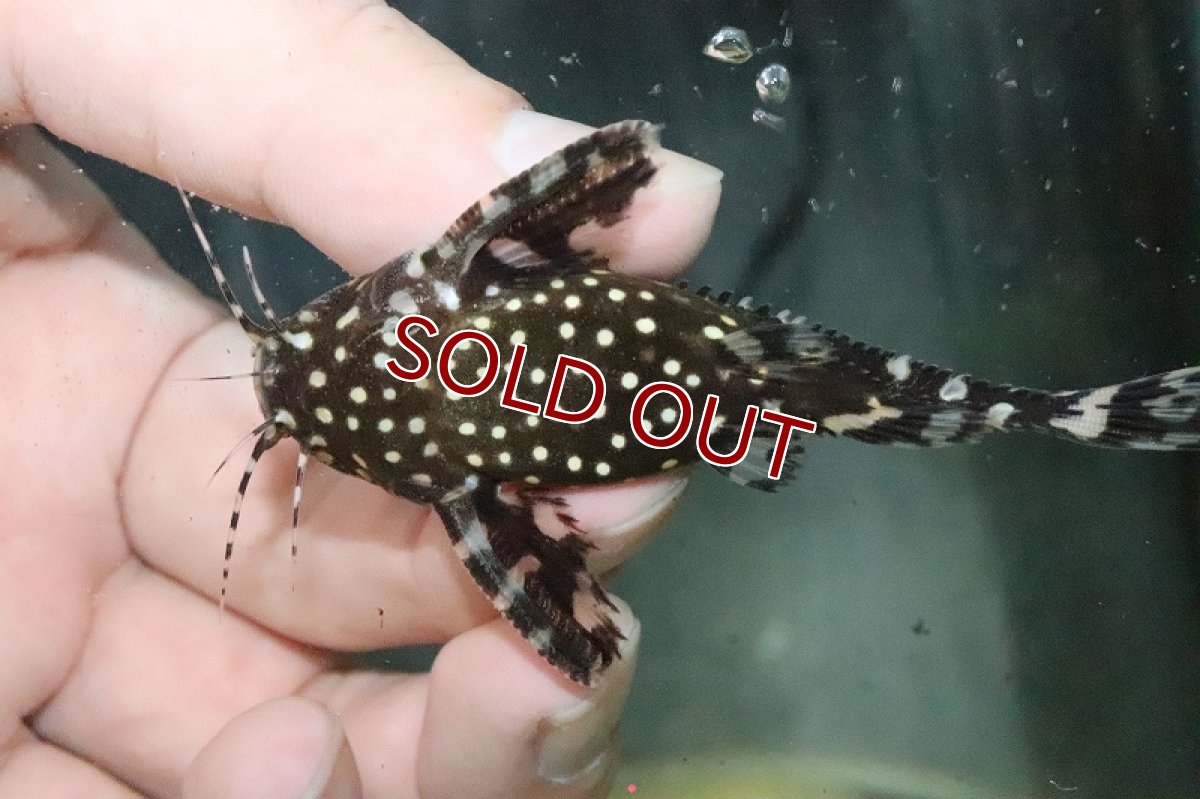 画像3: 【淡水魚】在庫処分価格 レア種 サンダーイエロースポットトーキングキャット アレンカークリペア産 ワイルド1匹7cm生体　(ナマズ)（熱帯魚） (3)