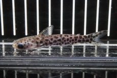 画像1: 【淡水魚】【通販】ブラジル便 バイオレッドブルータティア シングー産 ワイルド【1匹】(7cm)（生体）　(ナマズ)（熱帯魚） (1)