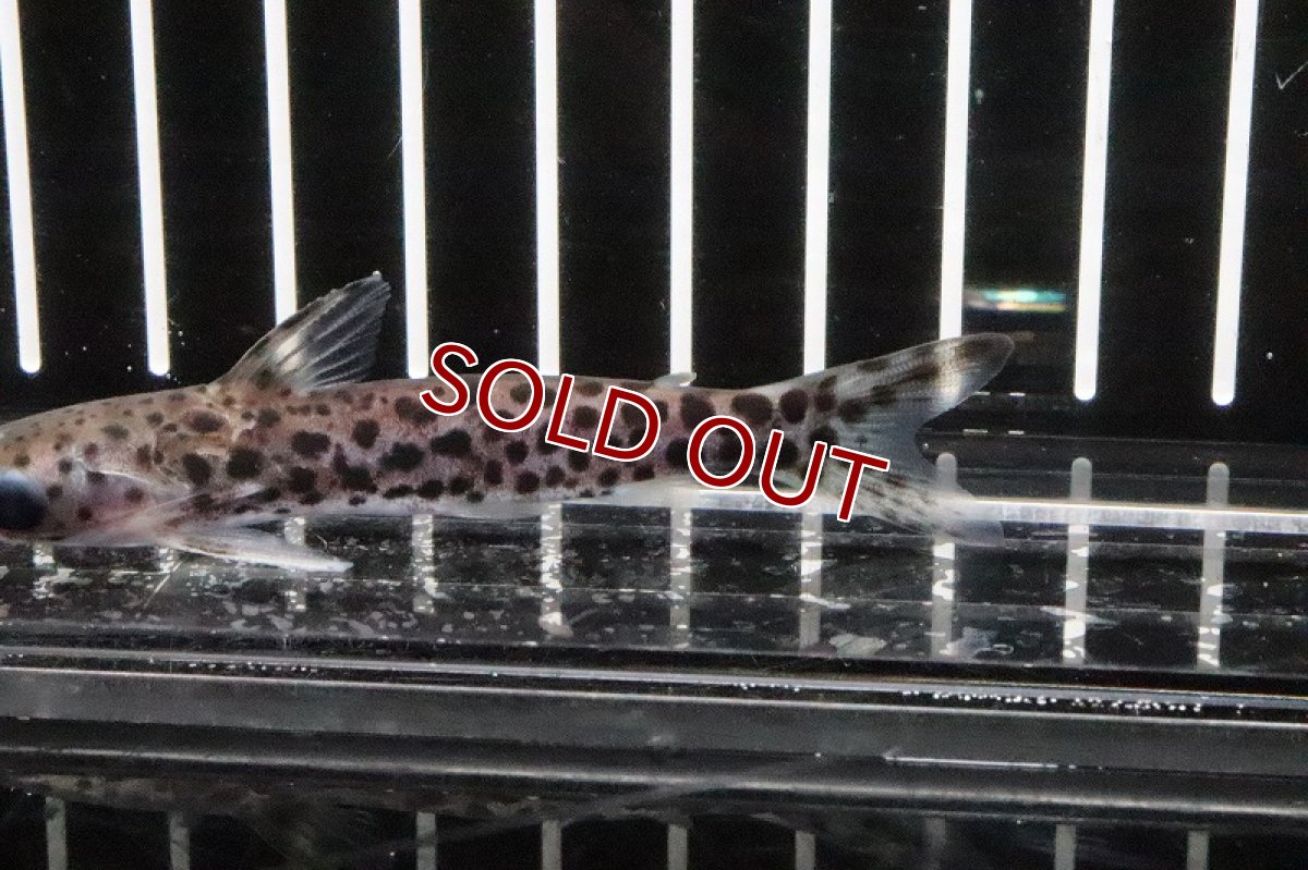 画像2: 【淡水魚】ブラジル便 バイオレッドブルータティア シングー産 ワイルド【1匹】(7cm)（生体）　(ナマズ)（熱帯魚） (2)