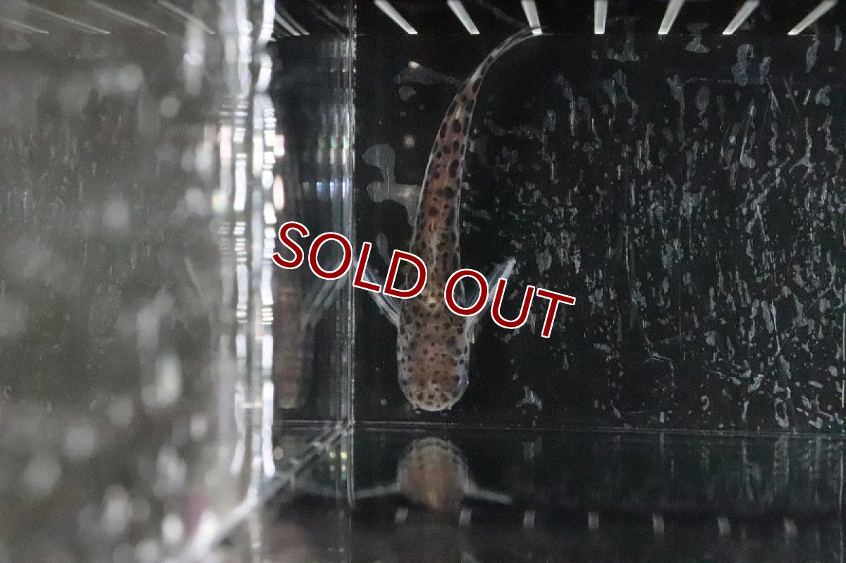 画像3: 【淡水魚】ブラジル便 バイオレッドブルータティア シングー産 ワイルド【1匹】(7cm)（生体）　(ナマズ)（熱帯魚） (3)