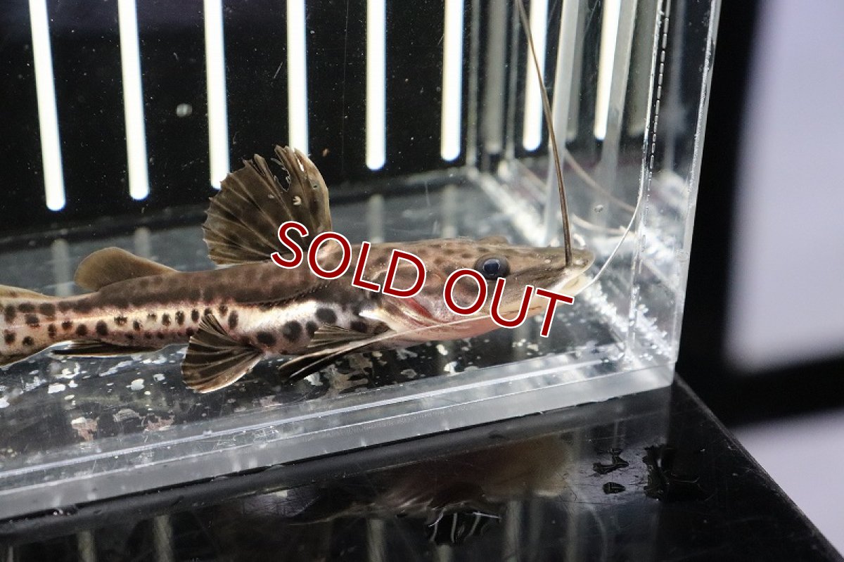 画像2: 【淡水魚】珍種 ハイブリッド レッドテールタイガーシャベルノーズキャット【1匹】(±4-5cm)（生体）(大型魚)（熱帯魚）NKO (2)