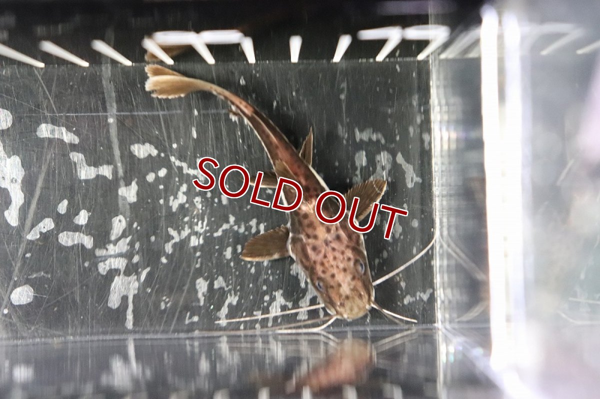 画像3: 【淡水魚】珍種 ハイブリッド レッドテールタイガーシャベルノーズキャット【1匹】(±4-5cm)（生体）(大型魚)（熱帯魚）NKO (3)