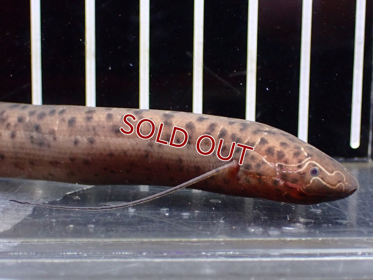 画像2: 【淡水魚】大特価 プロトプテルス ドロイ【1匹 サンプル画像】(±15cm)（大型魚）（生体）（熱帯魚）NKO (2)