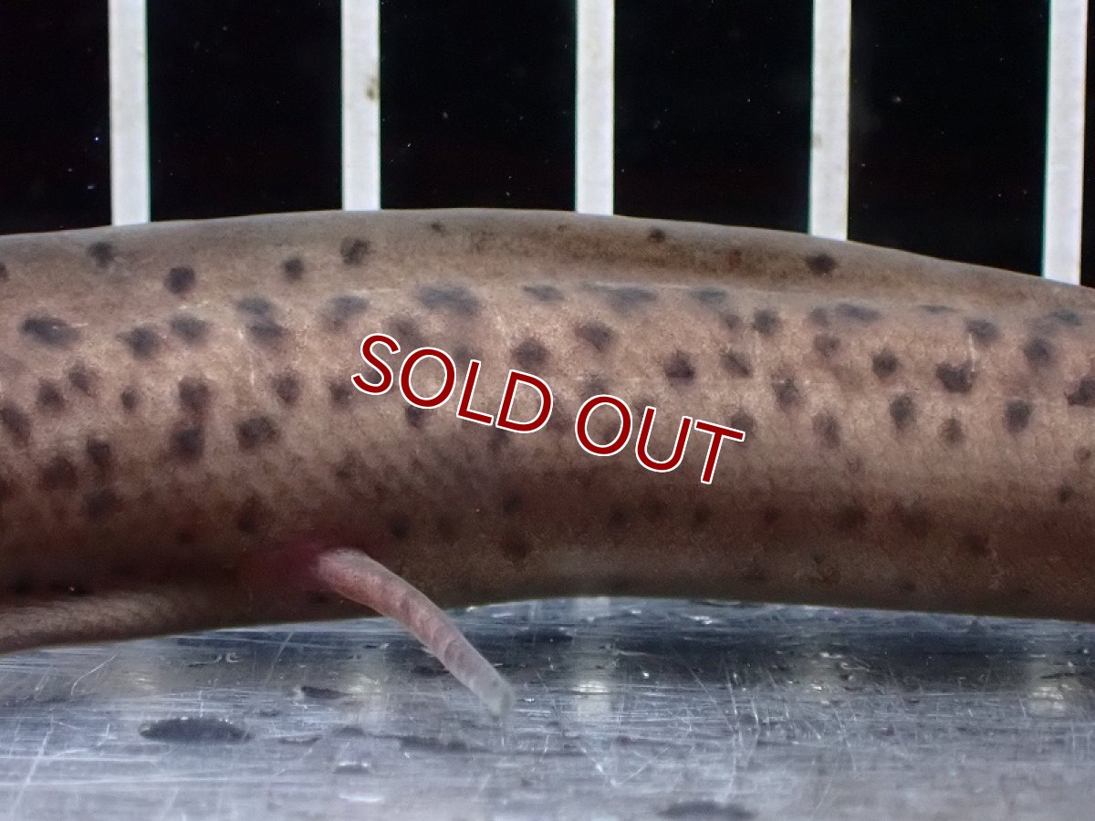 画像3: 【淡水魚】大特価 プロトプテルス ドロイ【1匹 サンプル画像】(±15cm)（大型魚）（生体）（熱帯魚）NKO (3)