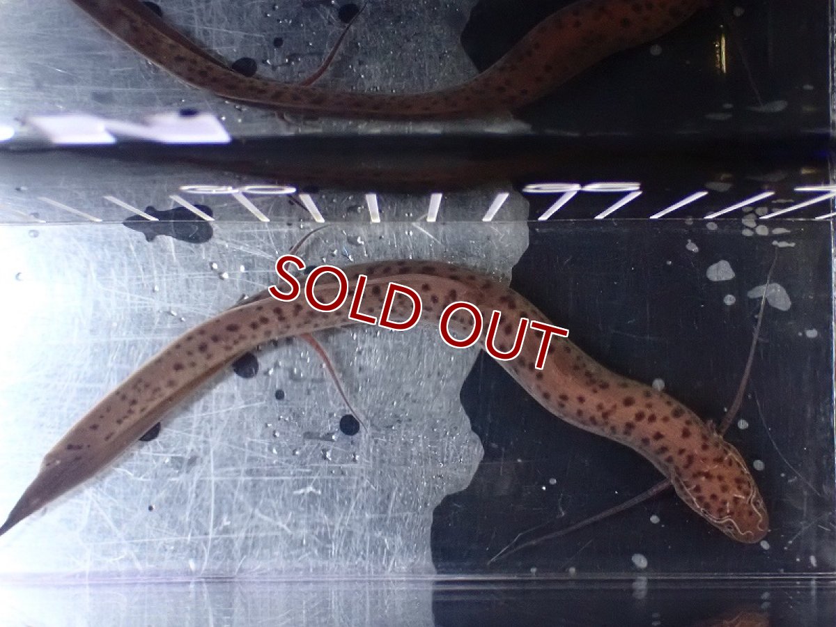 画像4: 【淡水魚】大特価 プロトプテルス ドロイ【1匹 サンプル画像】(±15cm)（大型魚）（生体）（熱帯魚）NKO (4)