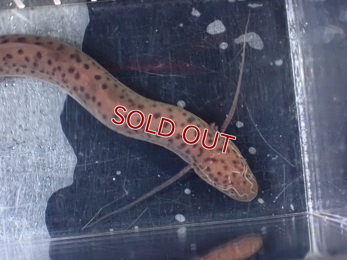 画像5: 【淡水魚】大特価 プロトプテルス ドロイ【1匹 サンプル画像】(±15cm)（大型魚）（生体）（熱帯魚）NKO (5)