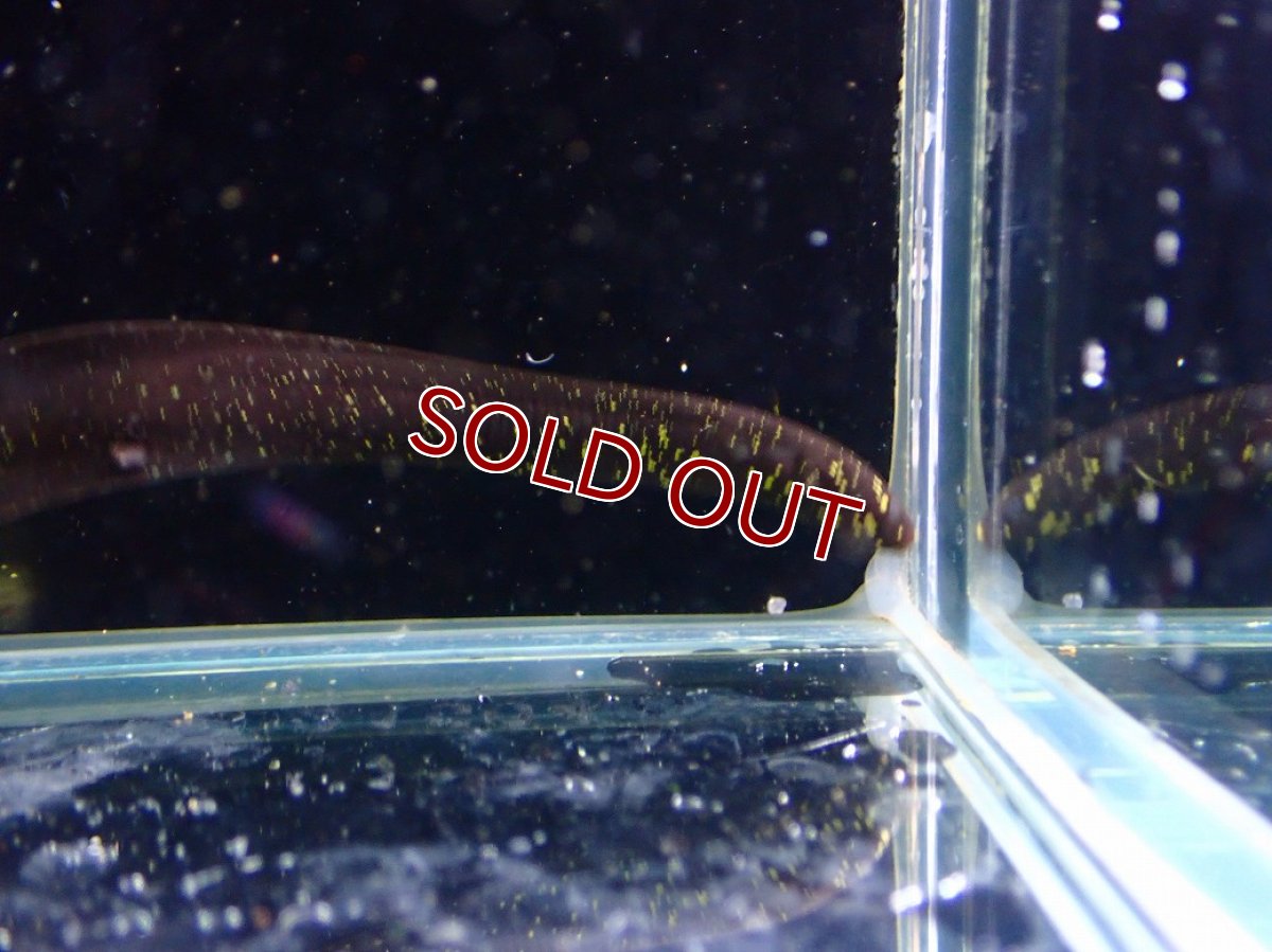 画像2: 【淡水魚】【通販】レピドシレンパラドクサ【１匹 サンプル画像】(±7-8cm)(大型魚)(生体)(熱帯魚)NKO (2)